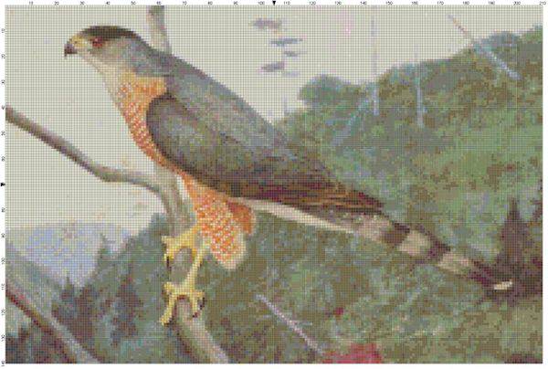 Hawk