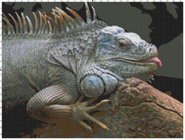 Iguana