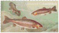 Rainbow Trout