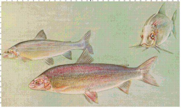 White Fish