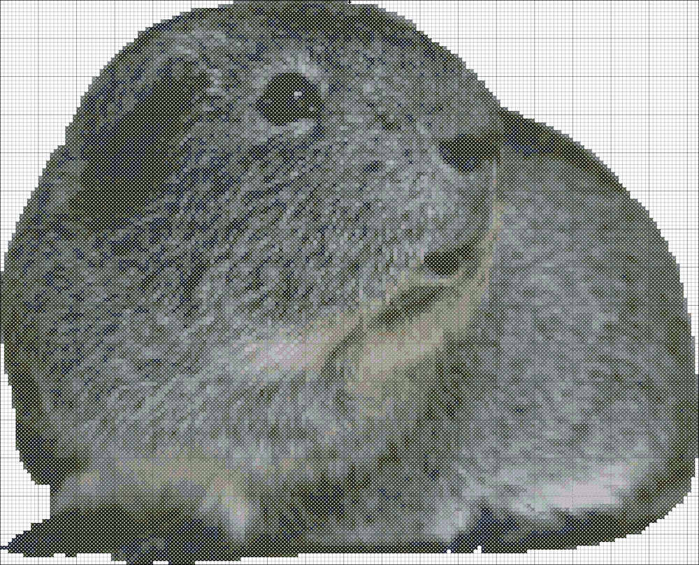 Gray Guinea Pig