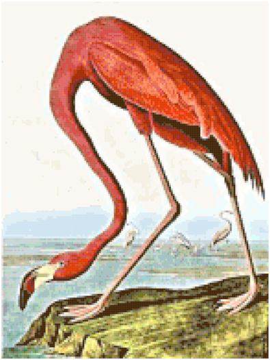American Flamingo