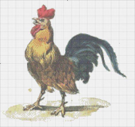 Rooster