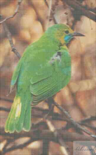 Gold Fronted Leaf Bird