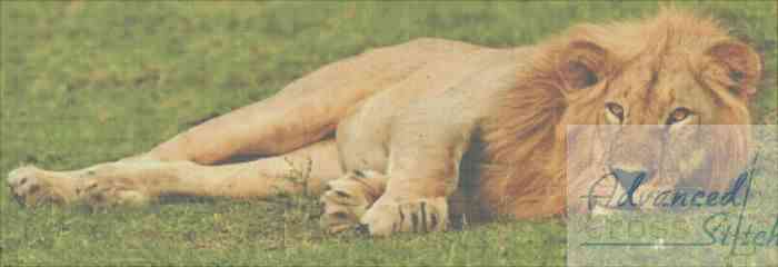 Sleeping Lion