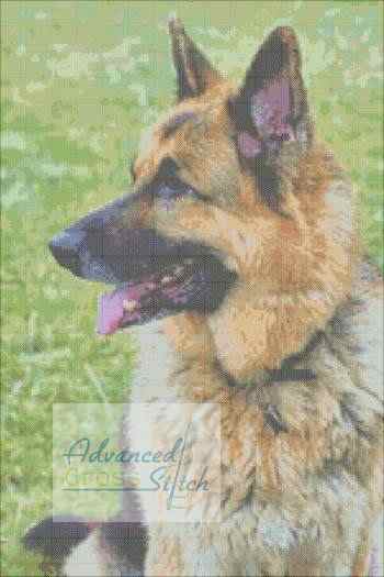 German Shepherd