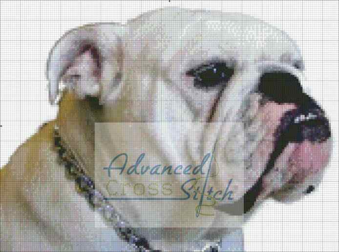 English Bull dog