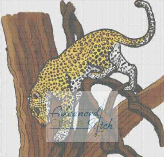 Leopard