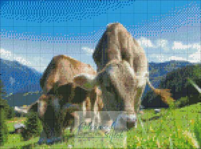 Brown Swiss