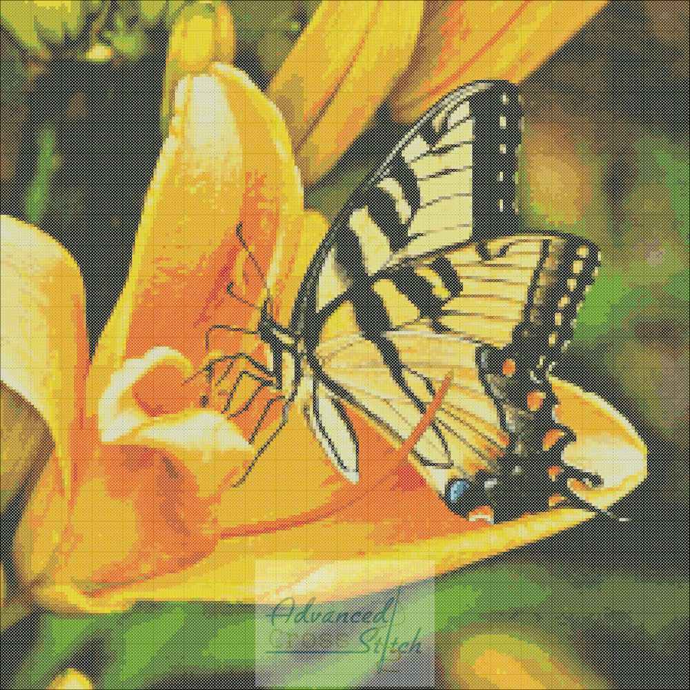 Butterfly Lily