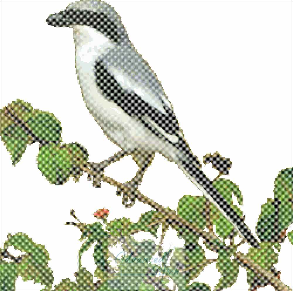 Southern Grey Shrike Cross Stitch Design