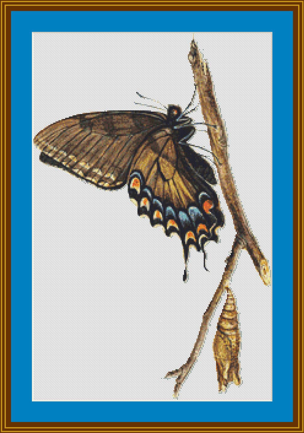Butterfly with Cocoon
