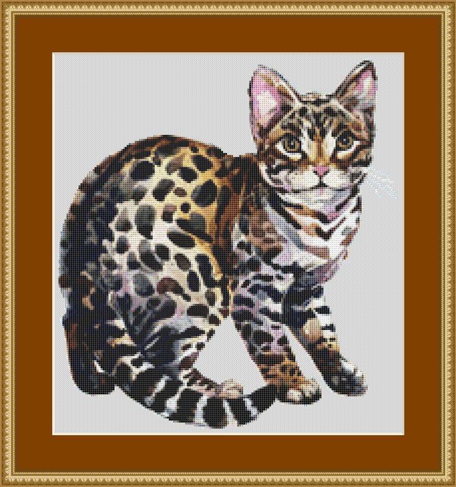 asian tabby
