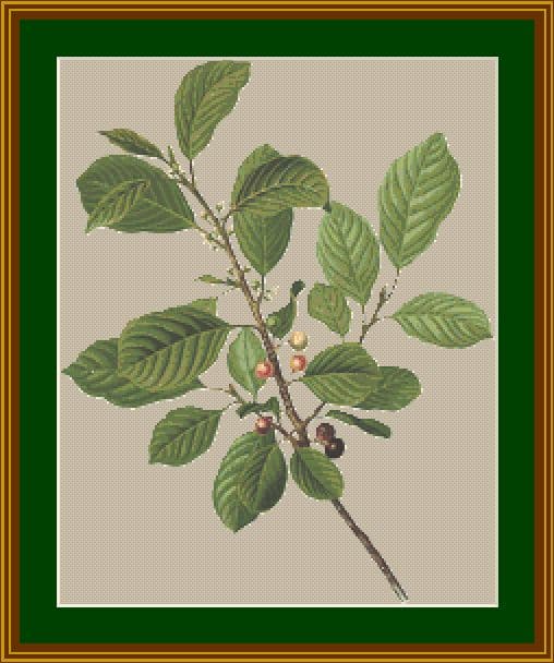black alder mockup