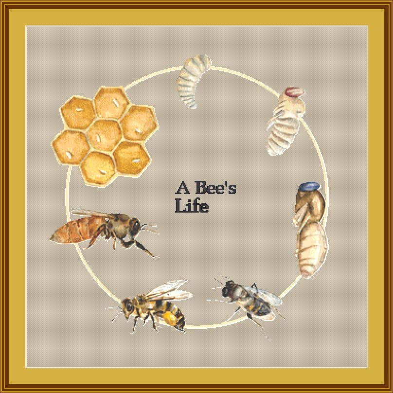 Bee life mockup