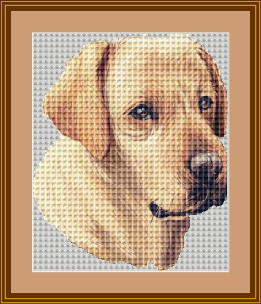 Labrador mockup